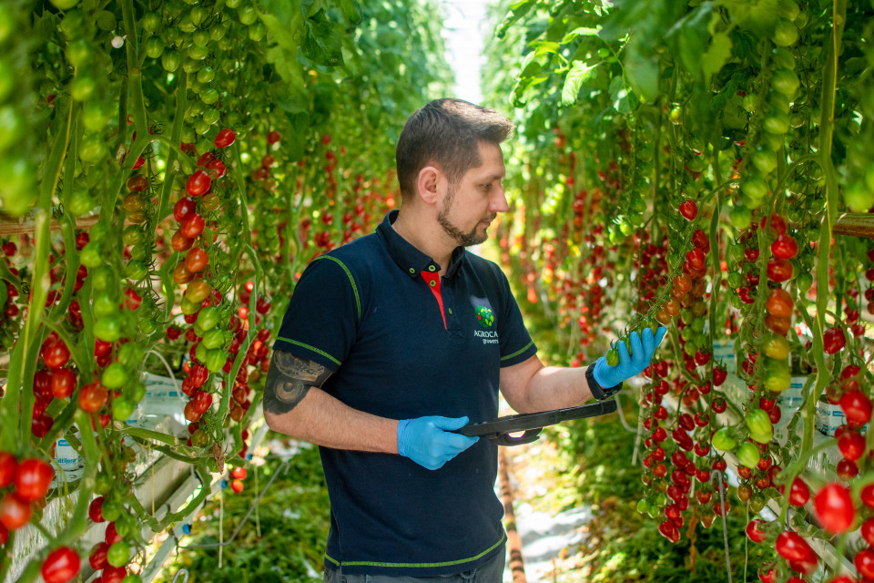 tomasz-working-in-greenhouse-agrocare-rilland