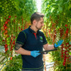 tomasz-working-in-greenhouse-agrocare-rilland