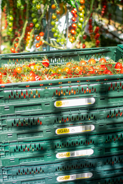 tomatoes-in-crate-agrocare-rilland