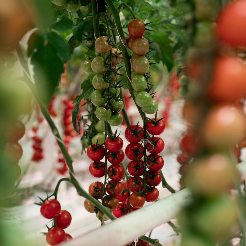 tomatoes-greenhouse-greenbalance-bryte