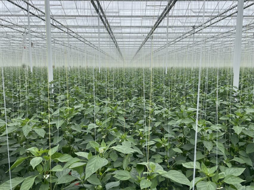 pepper-plants-in-czwinkels-greenhouse