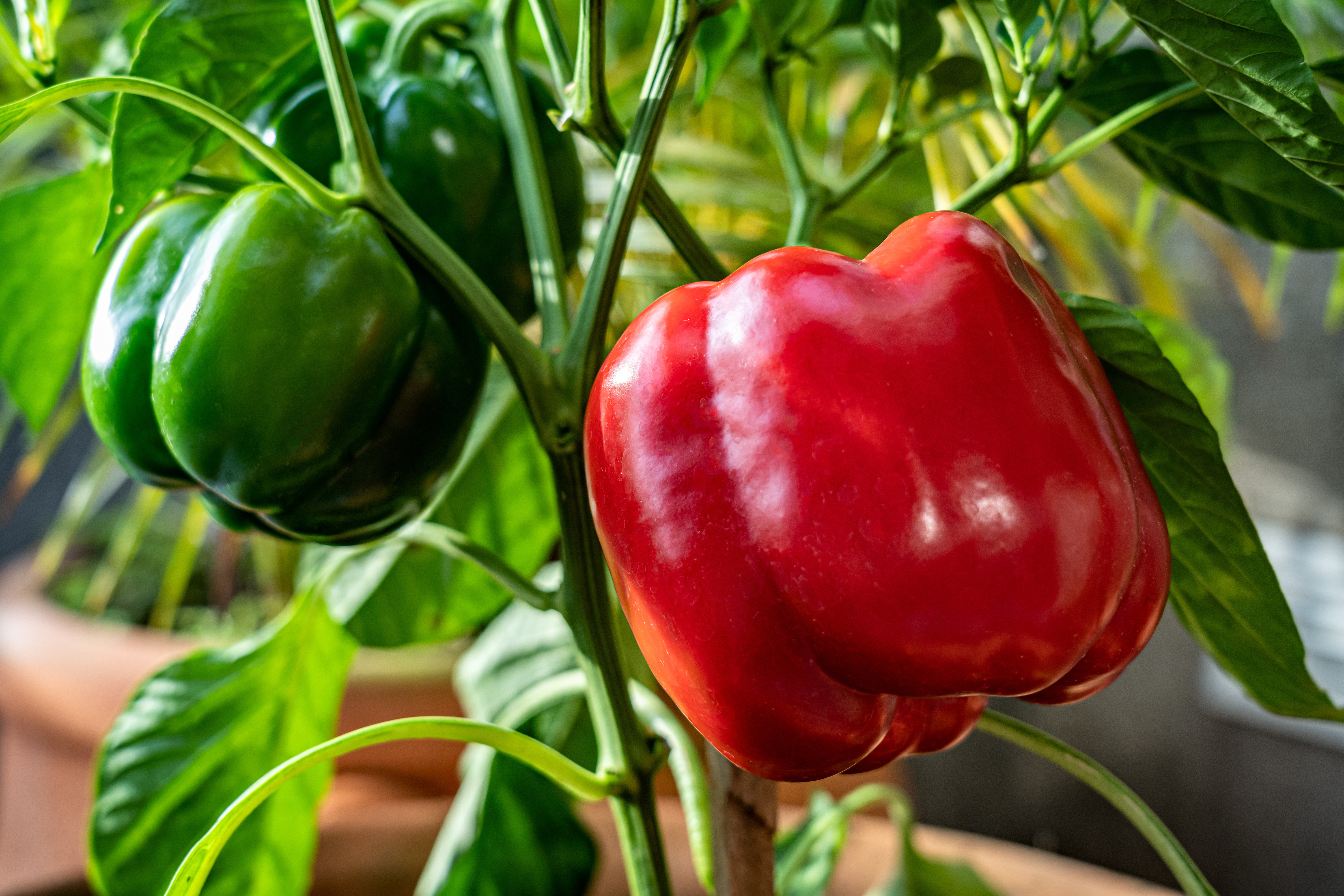 pepper-plant-czwinkels-close-up