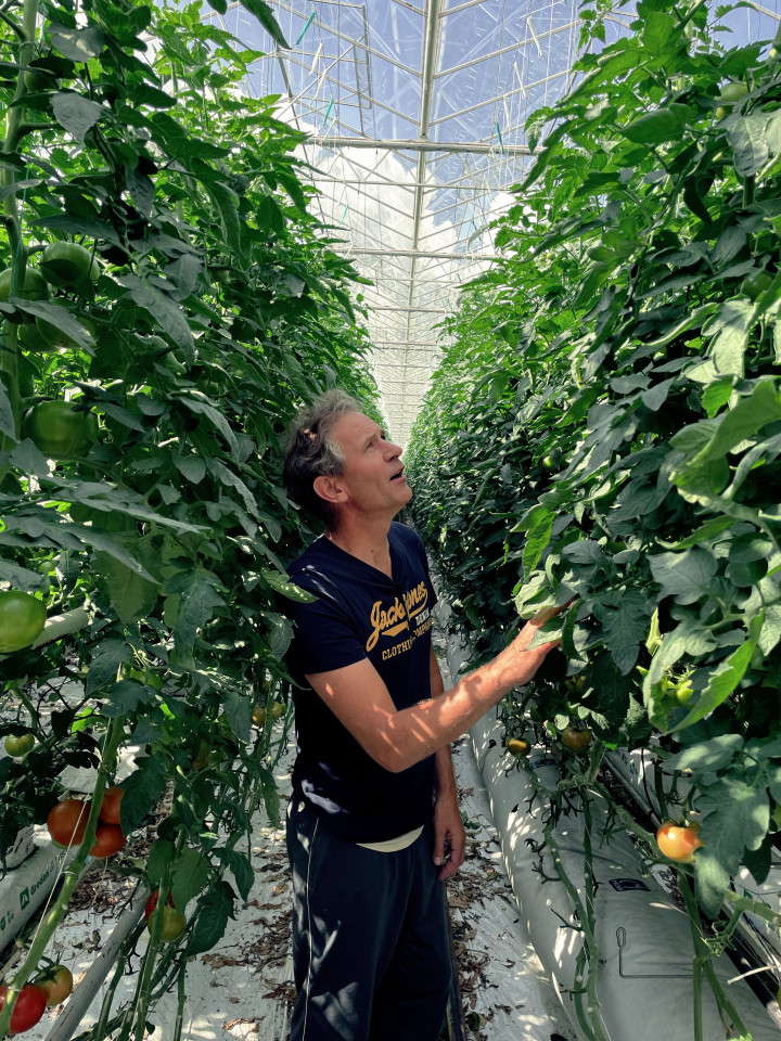 v.d. Bosch grower tomatoes