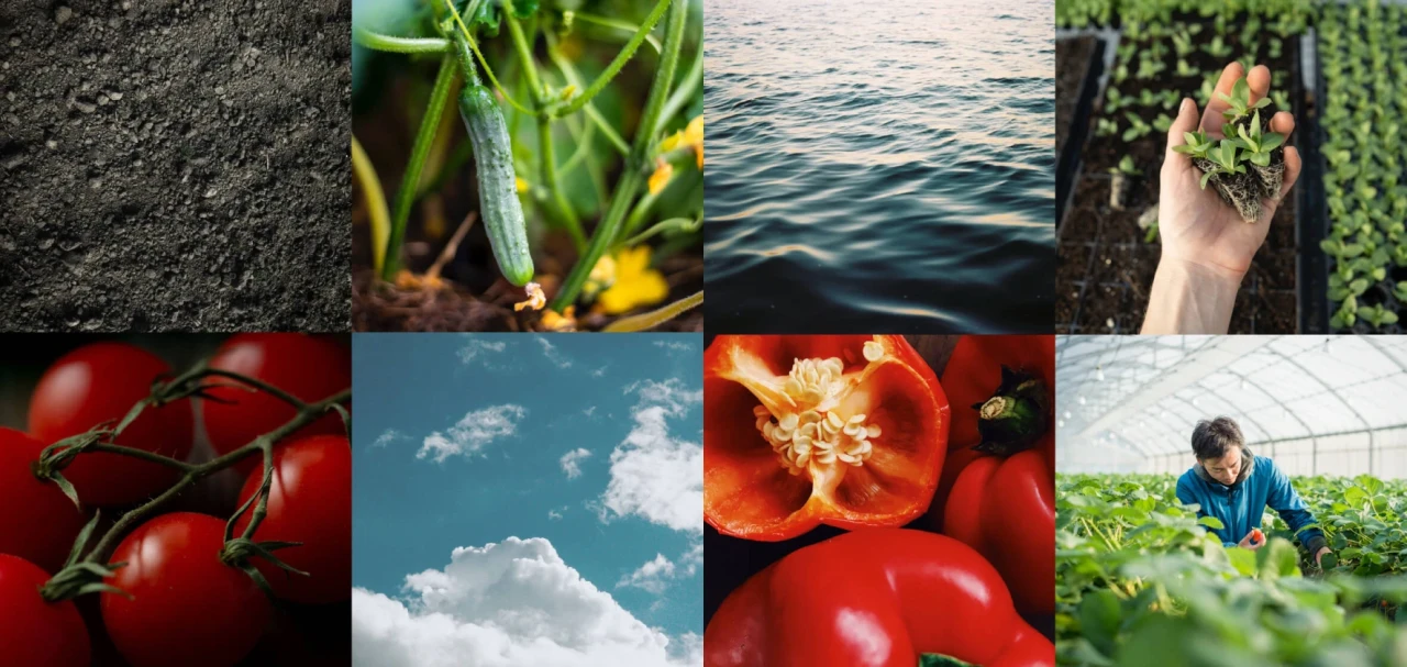 collage groenten en fruit telen