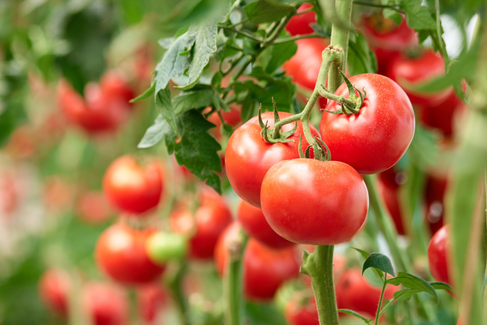 tomatoes-close-up-rilland-agrocare